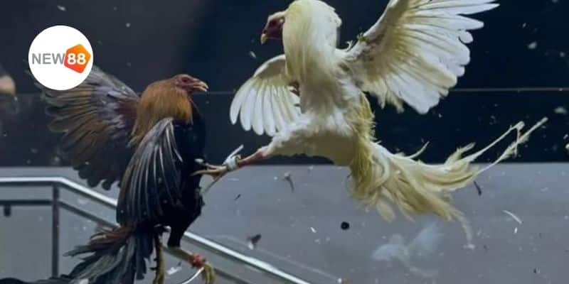 Kinh nghiệm và bí quyết chơi đá gà Thomo