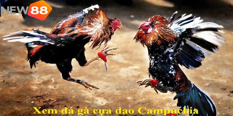 gà đá cựa dao Khám phá sự hấp dẫn của gà đá cựa dao