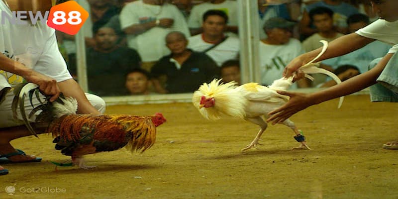 gà đá cựa dao Tìm hiểu về luật lệ trong gà đá cựa dao
