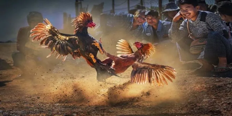 Tổng hợp các loại cược đá gà Thomo phổ biến