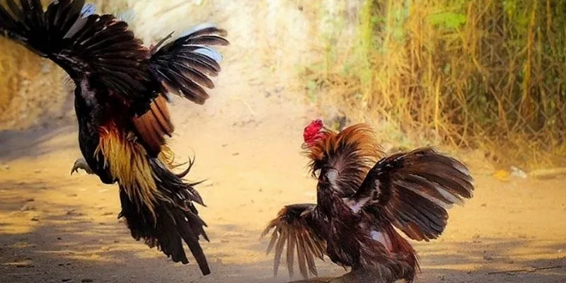 Tìm hiểu vài nét về cá cược trực tiếp đá gà tre
