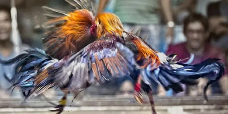 Hướng dẫn cách chọn gà đá phù hợp để cá cược