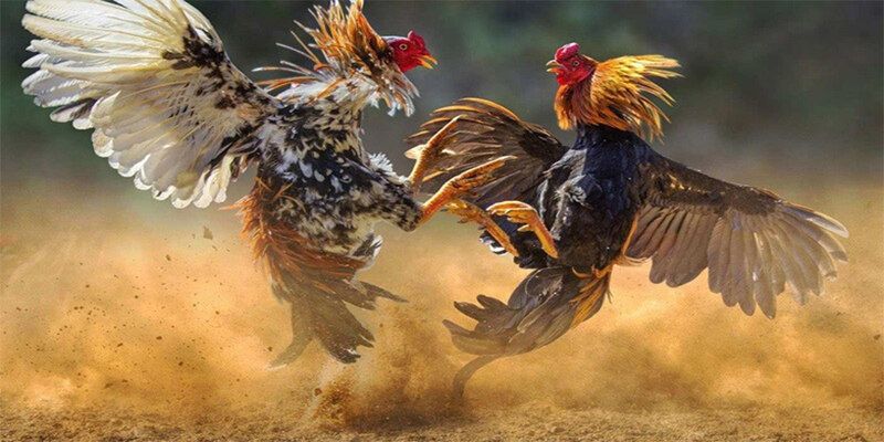 Đôi nét về trực tiếp đá gà
