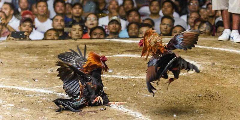 Người chơi nhận nhiều tiện lợi khi tham gia