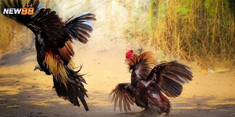 Tìm hiểu cách chọn gà chiến mạnh khi cá cược